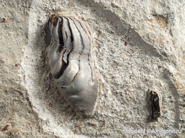 Poecilodus