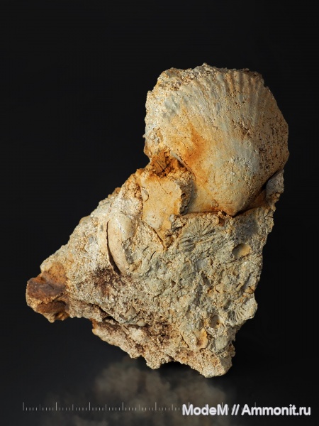 bivalvia, Pectinida