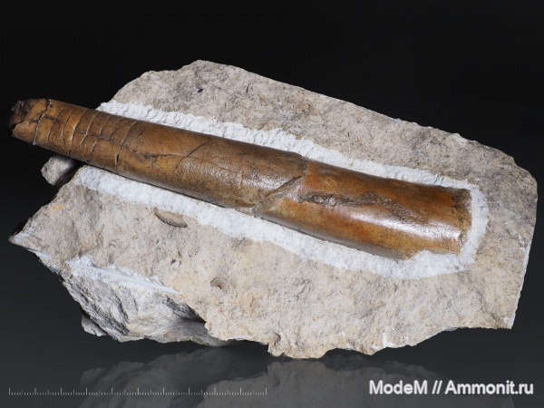 Nautiloidea
