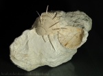 Spondylus