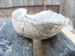 Gryphaea
