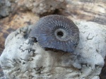 Kosmoceras (Gulielmites)