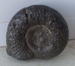 Dorsoplanites sp.