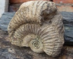 Не совсем удачный №1 Perisphinctes. Не совсем удачный №1 Perisphinctes.