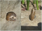 Pseudocadoceras gr. homoeomorphum Kiselev.