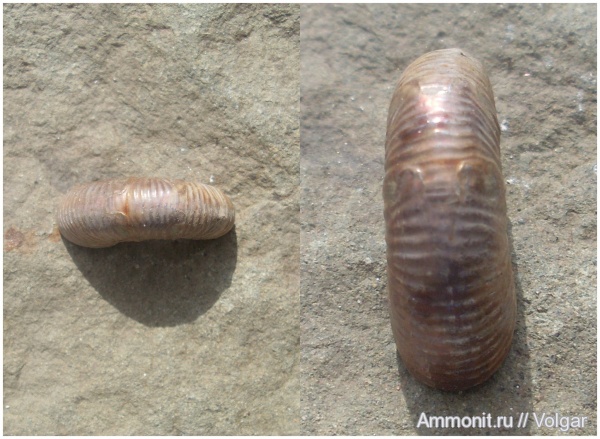 аммониты, моллюски, головоногие моллюски, келловей, средняя юра, Perisphinctidae, Ammonites, Ивановская область, parabolae, Callovian, Middle Jurassic