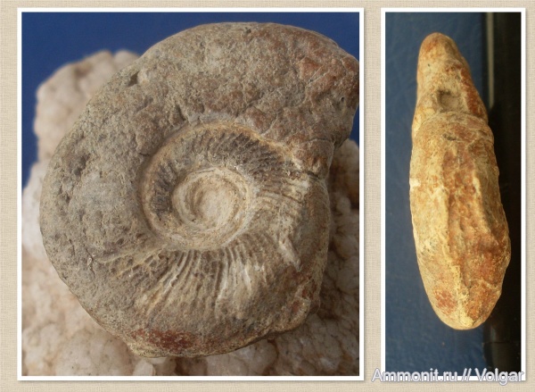 аммониты, юра, оксфорд, головоногие моллюски, мезозой, Binatisphinctes rjasanensis, Ammonites, Ивановская область, Oxfordian, Jurassic