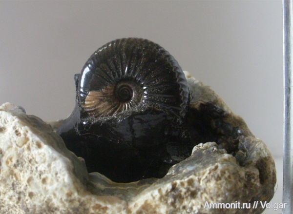 аммониты, юра, келловей, Pseudocadoceras, Ammonites, Ивановская область, Callovian, Jurassic, Middle Jurassic