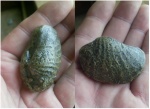 Pholadomya oviformis.