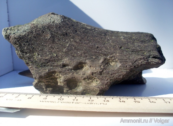 рептилии, юра, водные рептилии, плезиозавры, мезозой, Plesiosaurus, прижизненные повреждения, Ивановская область, кости рептилий, Jurassic