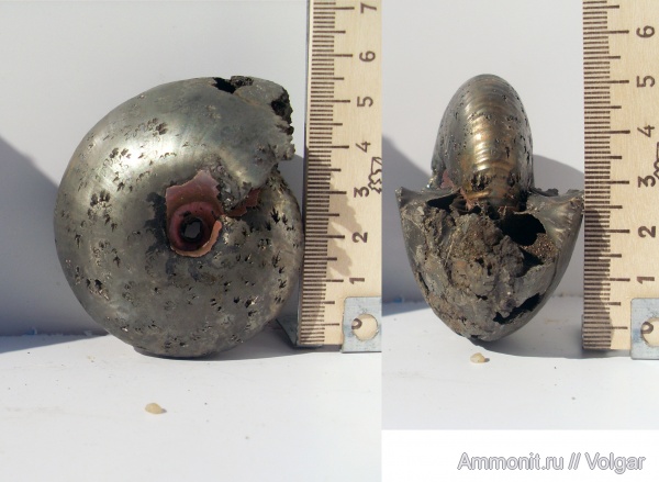 аммониты, моллюски, головоногие моллюски, келловей, Rondiceras, средняя юра, Rondiceras milaschevici, Ammonites, Ивановская область, Callovian, Middle Jurassic