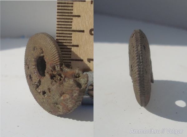 аммониты, моллюски, Kosmoceras, головоногие моллюски, Kosmoceras jason, Ammonites, Ивановская область