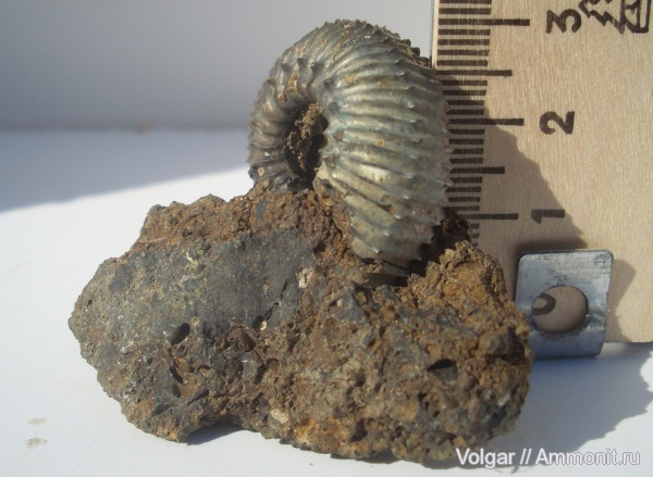 аммониты, юра, мезозой, нижний келловей, Kosmoceratidae, Ammonites, Ивановская область, Toricellites, Jurassic, Lower Callovian