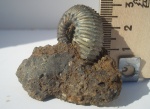 Шипастик Toricellites [m].