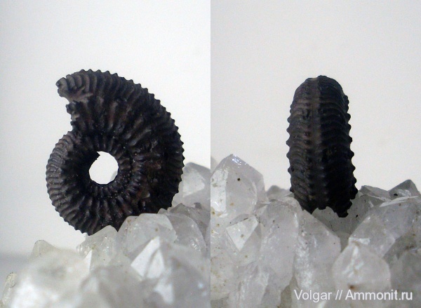 аммониты, юра, Kosmoceras, мезозой, Ammonites, Ивановская область, Kosmoceras tschernischewi, Jurassic