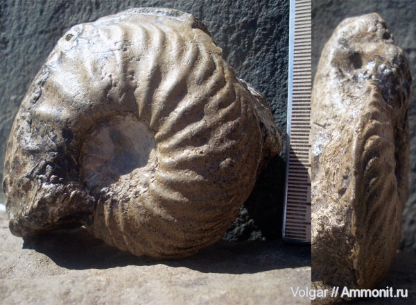 аммониты, Cardioceras, мезозой, верхняя юра, Ammonites, Ивановская область, оксфордский ярус, Cardioceras (Scarburgiceras), Upper Jurassic
