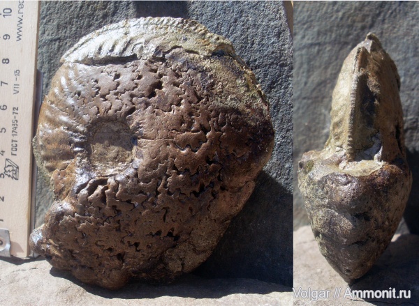 аммониты, Cardioceras, мезозой, средний оксфорд, Cardioceras excavatum, Ammonites, Ивановская область, оксфордский ярус, Cardioceras (Scoticardioceras), Upper Jurassic