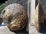 Cardioceras (Scoticardioceras) ex gr. excavatum.