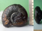Grossouvria sp. Grossouvria sp.