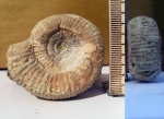 Perisphinctes sp. Perisphinctes sp.