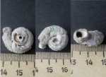 Домик Tetraserpula ?