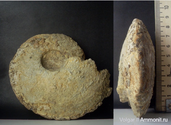 аммониты, Cardioceras, мезозой, верхняя юра, Cardioceras excavatum, Ammonites, Ивановская область, оксфордский ярус, Cardioceras (Scoticardioceras), Upper Jurassic