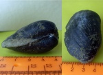 Gresslya alduini