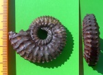 Kosmoceras tschernischewi