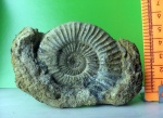 Perisphinctes sp. Perisphinctes sp.