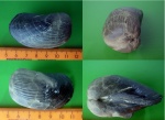 Gresslya sp.