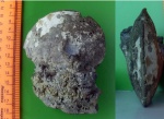 Cardioceras excavatum.