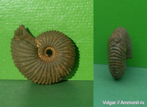 аммониты, юра, келловей, Pseudocadoceras, Pseudocadoceras homoeomorphum, Ammonites, Ивановская область, Callovian, Jurassic, Middle Jurassic