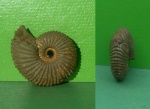 "Pseudocadoceras" ex gr. homoeomorphum Kiselev.