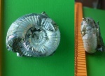 Choffatia sp. Choffatia sp.