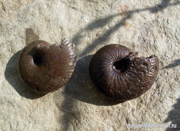 аммониты, юра, келловей, Pseudocadoceras, Pseudocadoceras homoeomorphum, Ammonites, Ивановская область, Callovian, Jurassic, Middle Jurassic