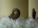 Kosmoceras jason. Kosmoceras jason.
