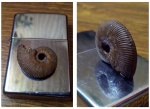 Kosmoceras jason Kosmoceras jason