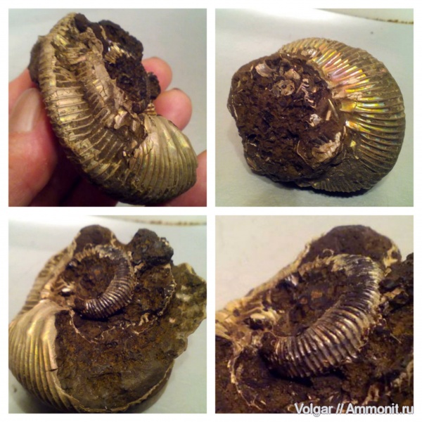 аммониты, келловей, Kepplerites, Ammonites, Ивановская область, Kepplerites curtilobus, Callovian, Middle Jurassic