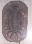 Terataspis grandis.