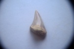 Отодус (?) с интересной историей
