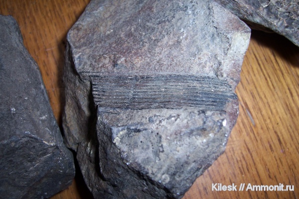 растения, Calamites, хвощи, Алтайский край