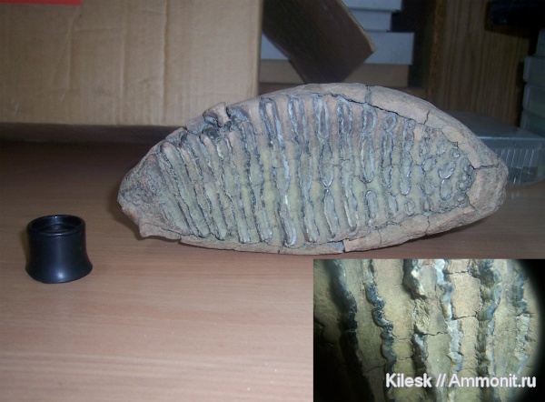зубы, мамонты, млекопитающие, Алтайский край