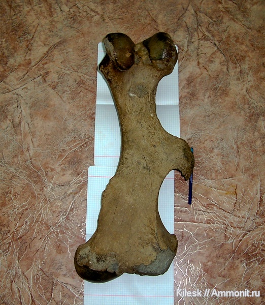млекопитающие, носороги, Алтайский край