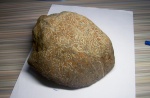 Halysitida