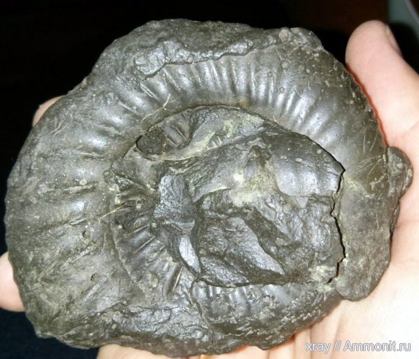 Dorsoplanites