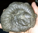 Dorsoplanites Panderi (Отвалы Метростроя 2014)