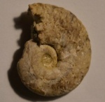 Аммонит Dimorphoplites sp.