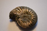 Аммонит Cardioceras sp,
