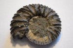 Virgatites Pallasianus , d'Orbigny, 1845