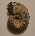 Келловейский аммонит Kosmoceras gemmatum